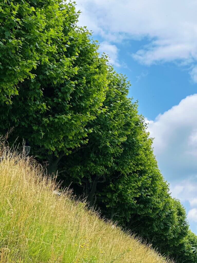 Matthias Maier | Tree row