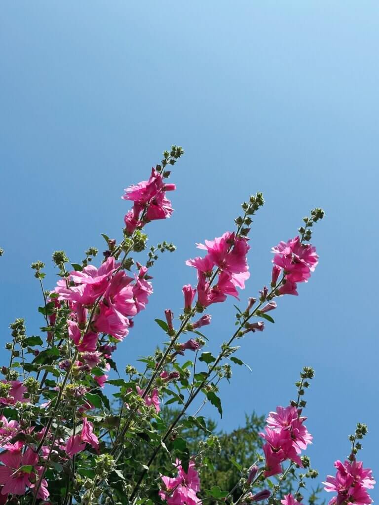 Matthias Maier | Summer blossoms