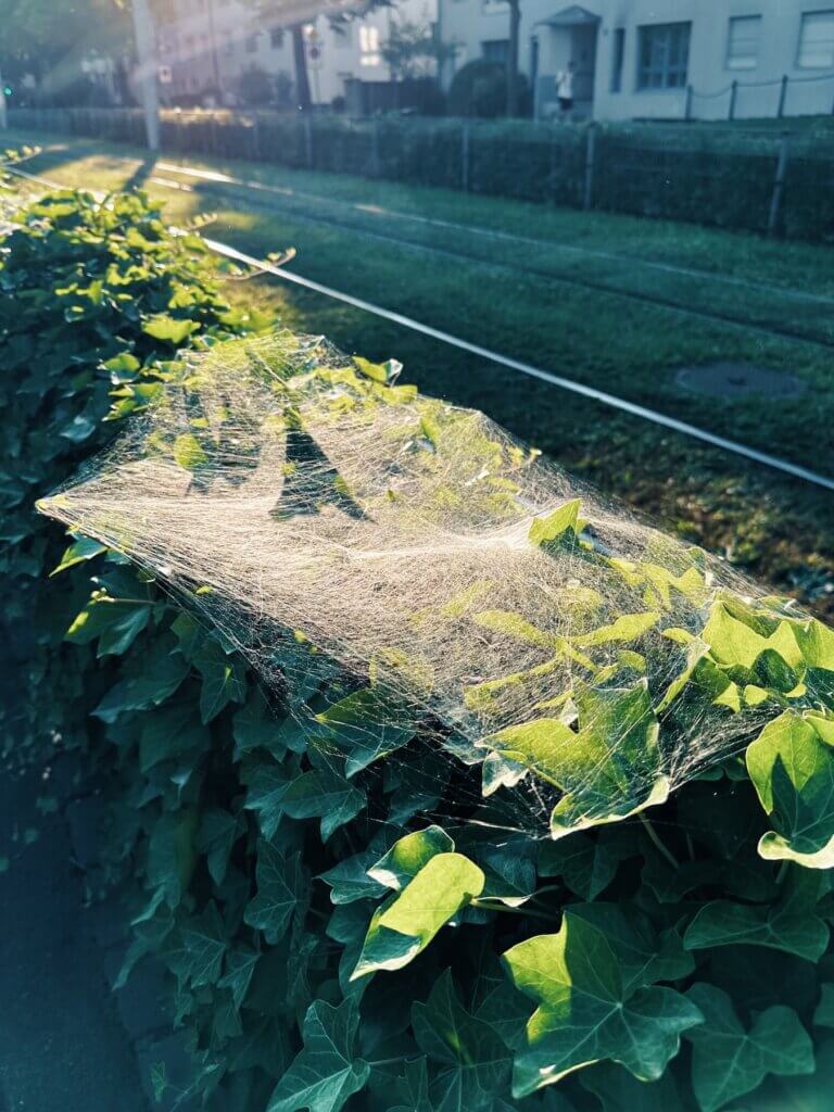 Matthias Maier | Natural Christo