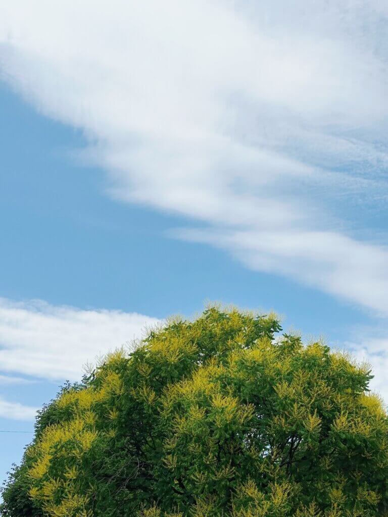 Matthias Maier | Goldenrain Tree