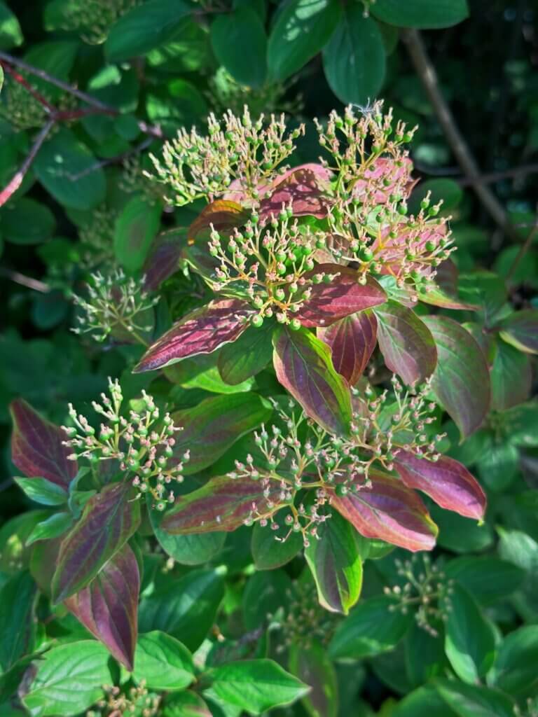 Matthias Maier | Dogwood