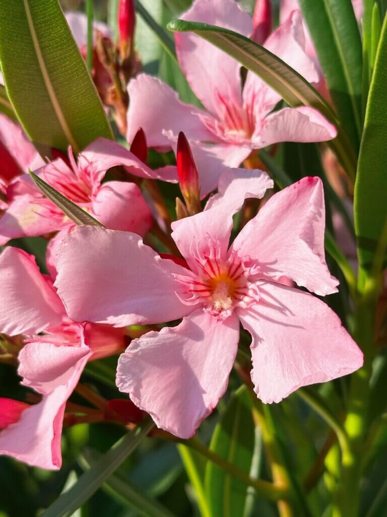 Matthias Maier | Oleander