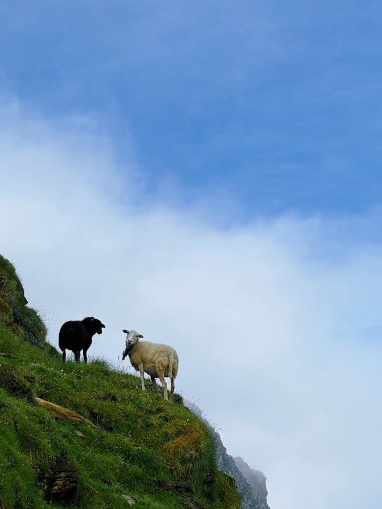 Matthias Maier | Curious sheep