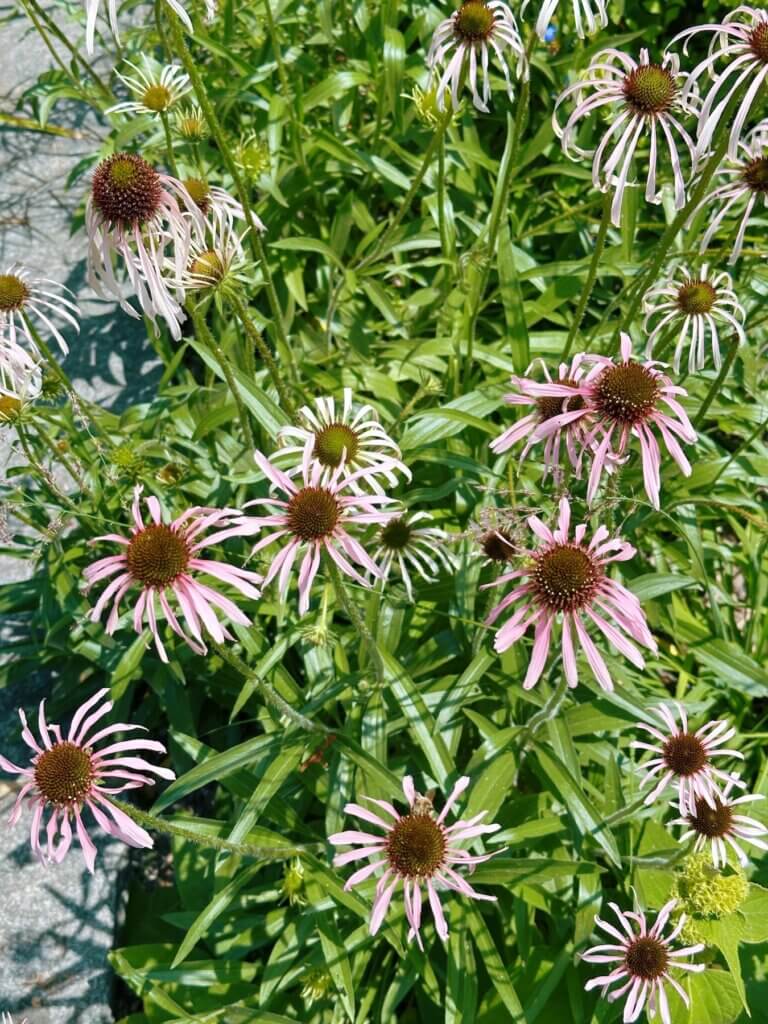 Matthias Maier | Pale purple coneflower