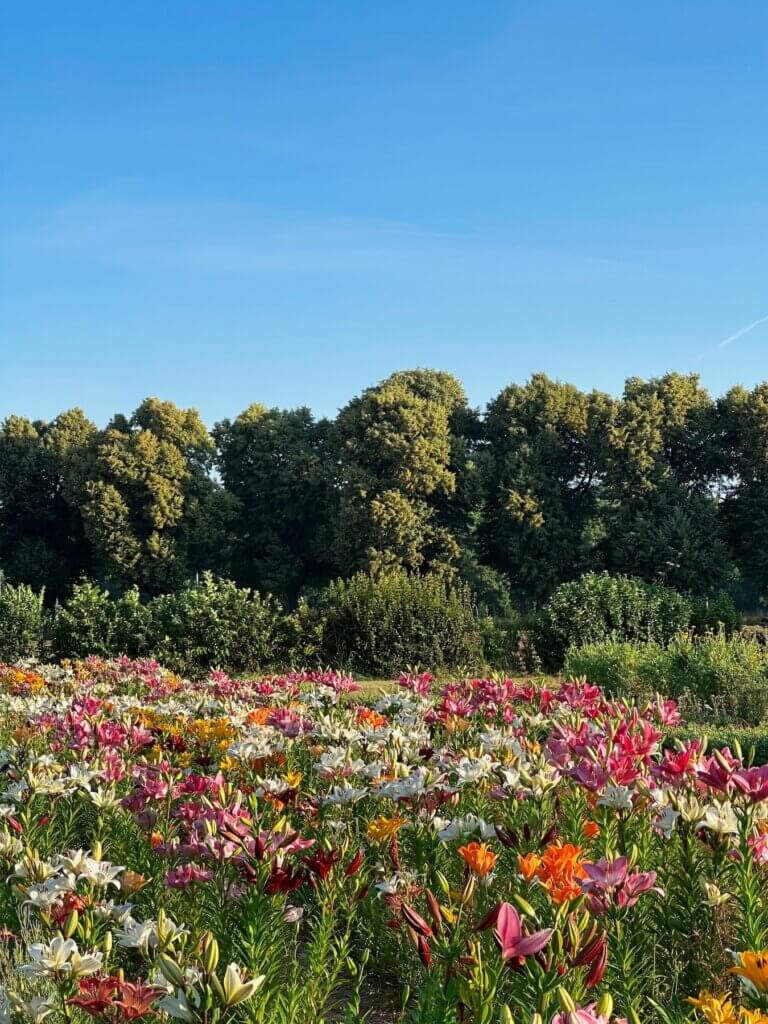 Matthias Maier | Field of lilies