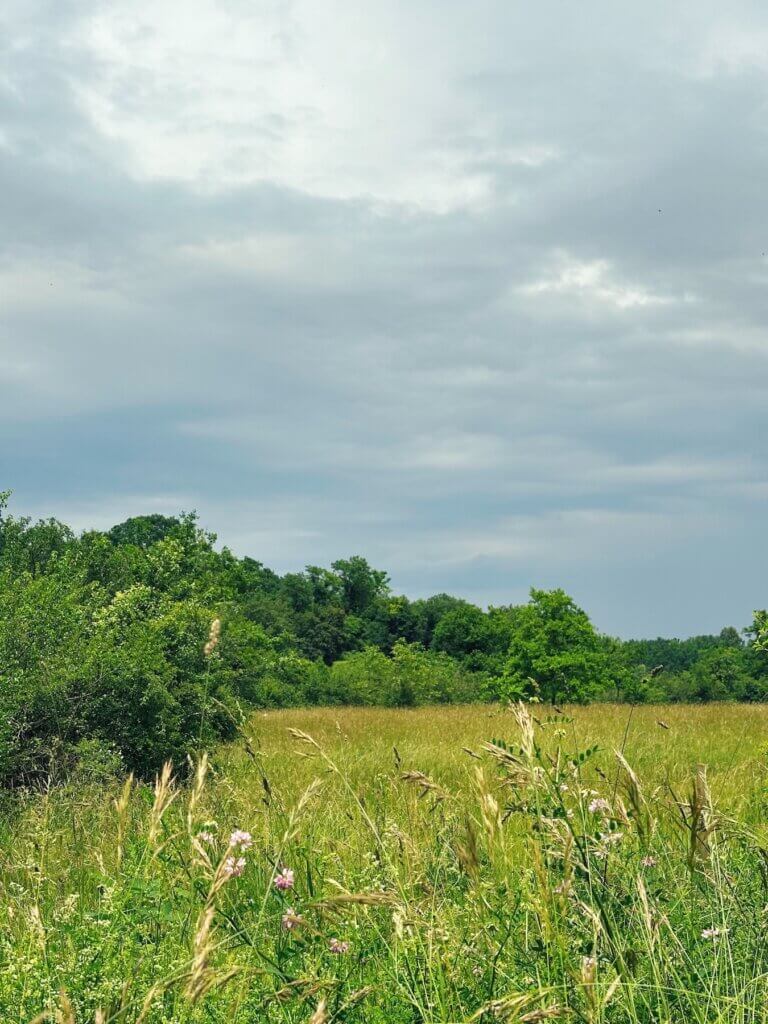 Matthias Maier | Summer meadow