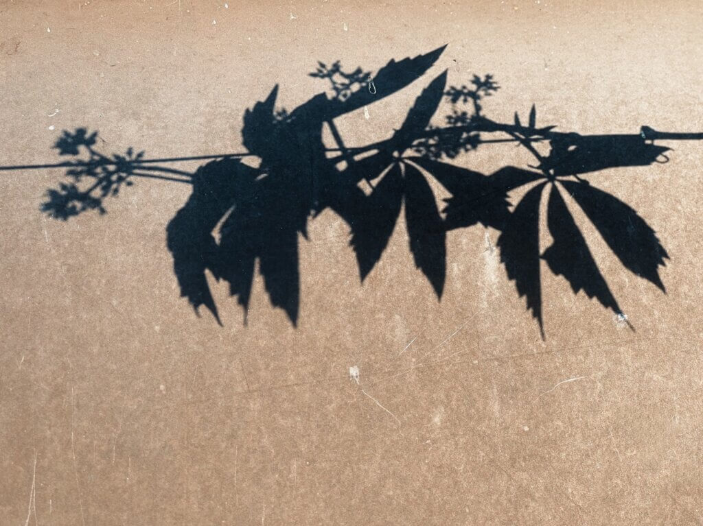 Matthias Maier | Wild wine shade