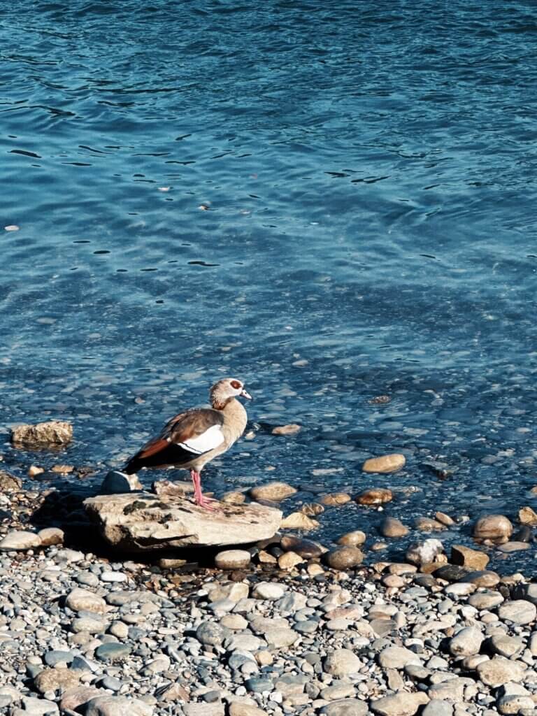 Matthias Maier | Egyptian goose