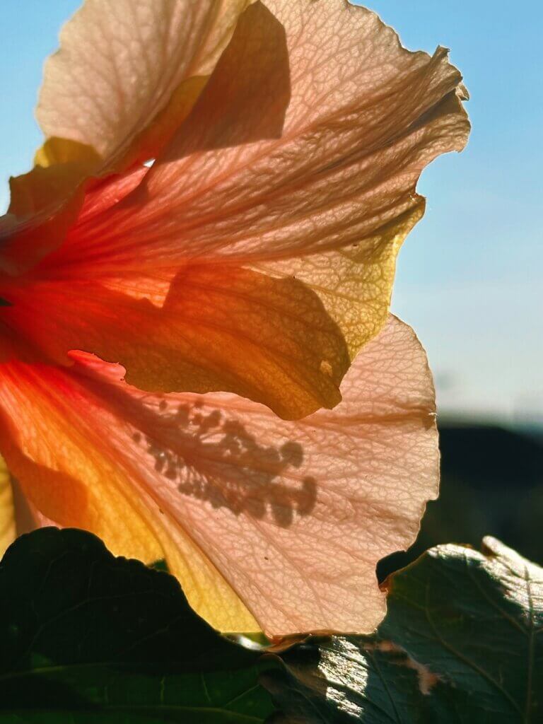 Matthias Maier | Flower pistil