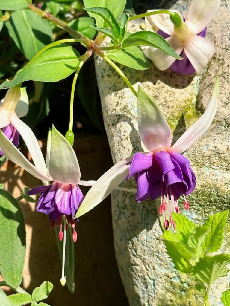 Matthias Maier | Fuchsia