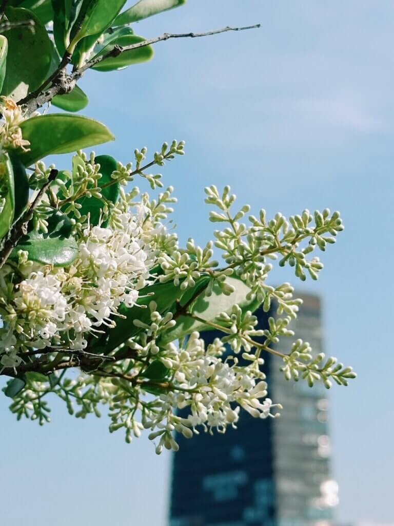 Matthias Maier | Urban blossoms