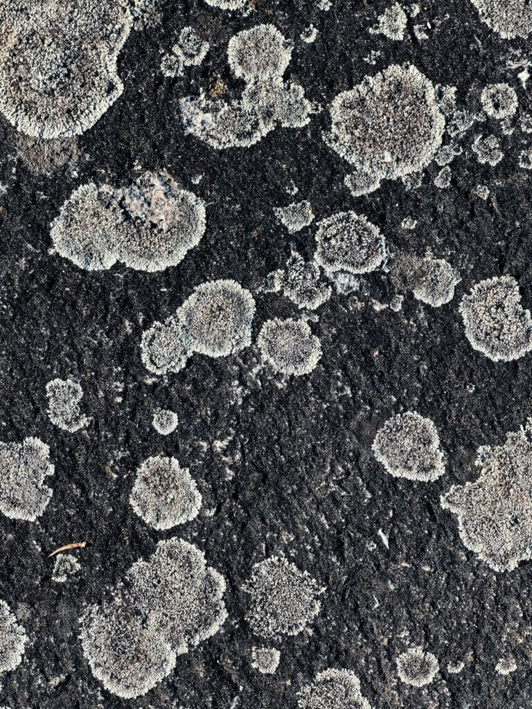 Matthias Maier | Lichen