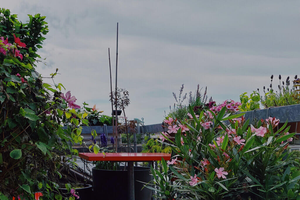 Matthias Maier | Stories | Week 22 2025 | Balcony blossoms