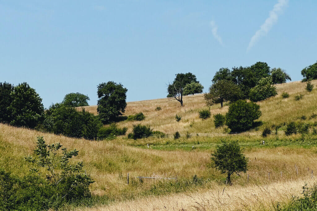 Matthias Maier | Stories | Week 24 2025 | Summer landscape in Germany