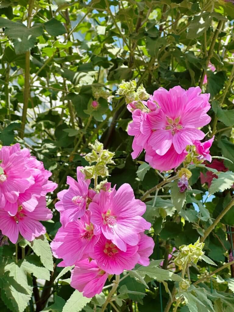 Matthias Maier | Mallow blossoms