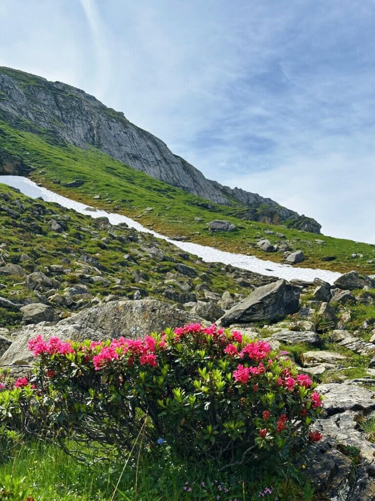 Matthias Maier | Alpine roses and snow
