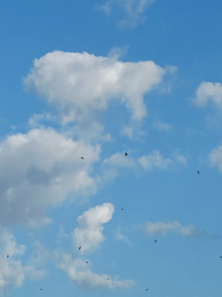 Matthias Maier | A summer sky full of swifts