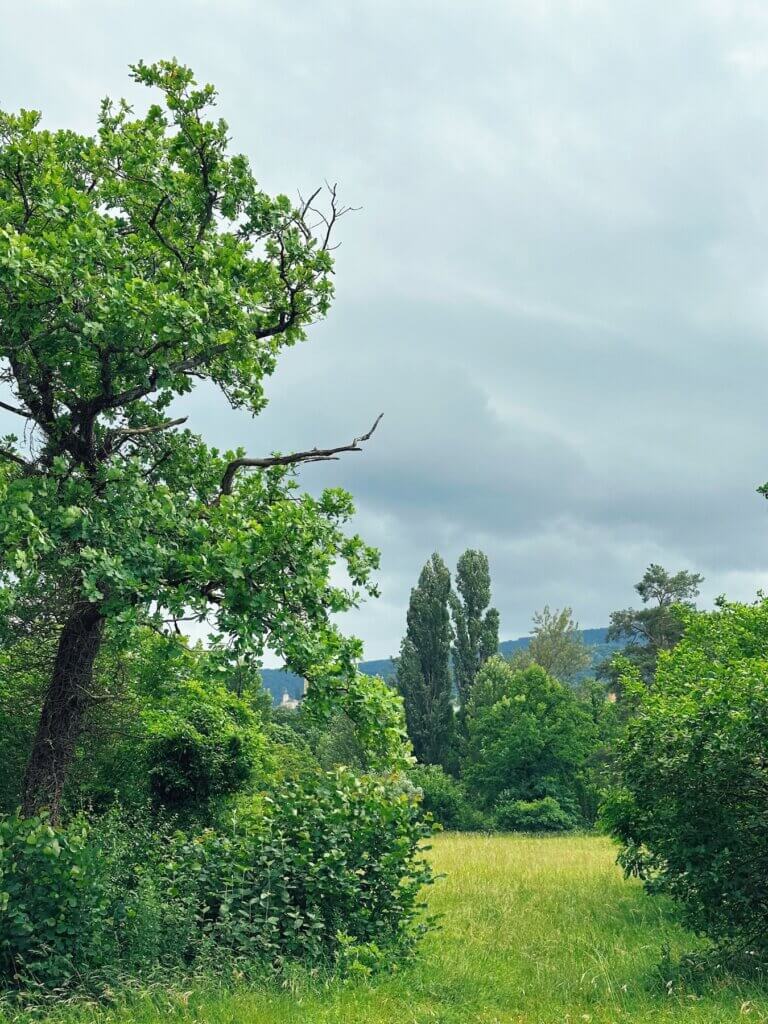 Matthias Maier | Oaks and poplars