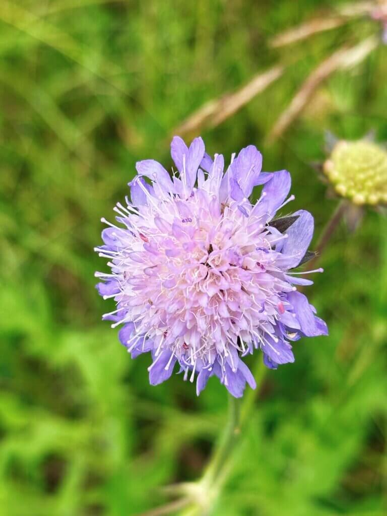 Matthias Maier | Field scabious