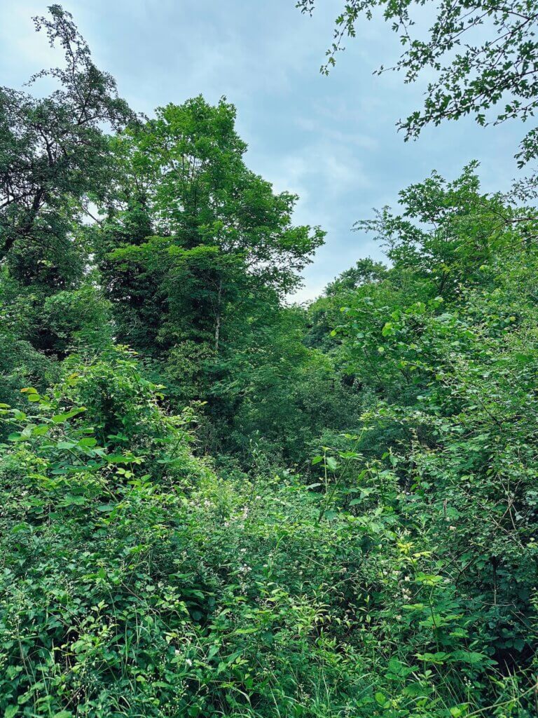 Matthias Maier | Thicket