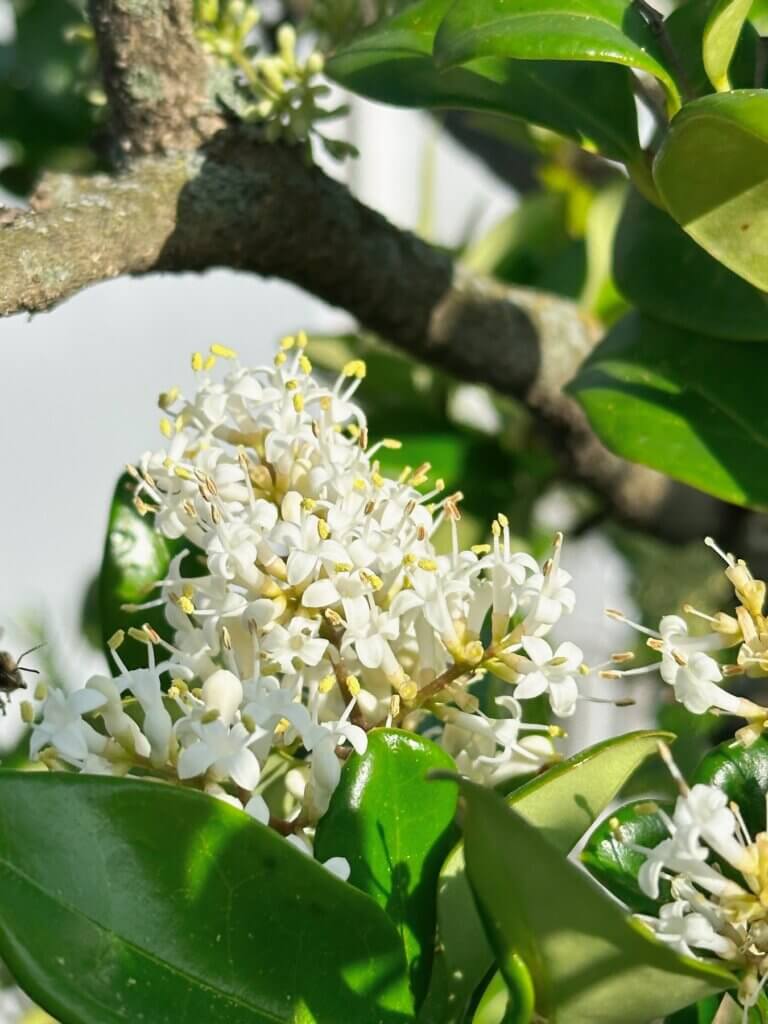 Matthias Maier | Privet blossoms