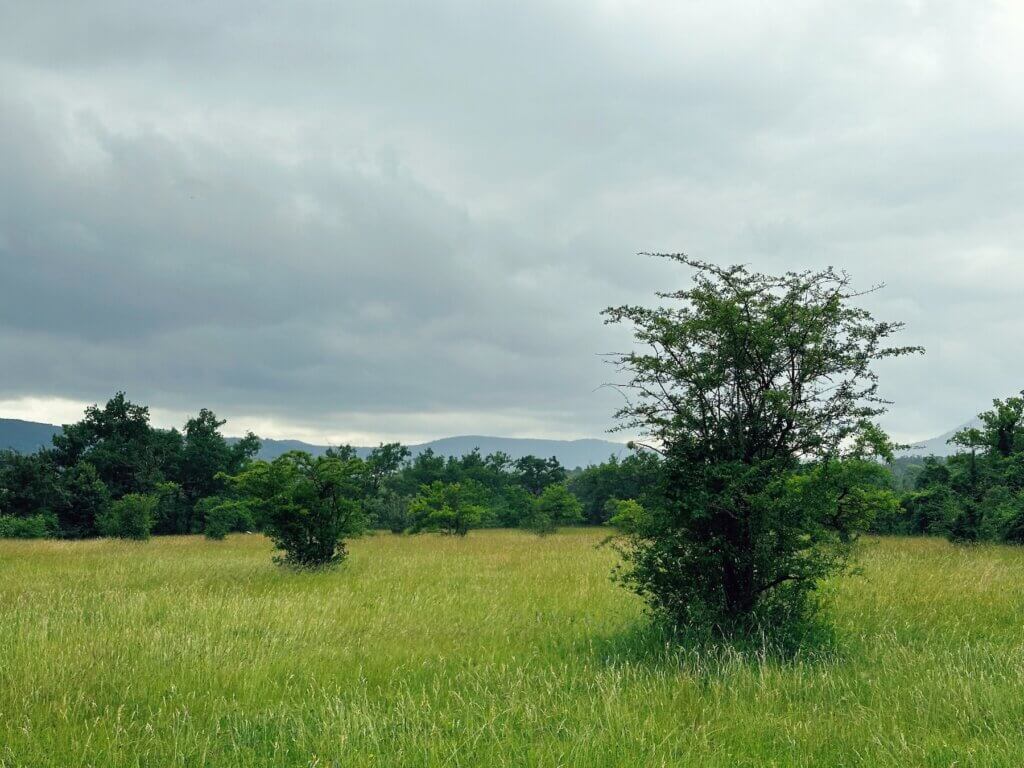 Matthias Maier | Grassland