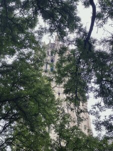 Matthias Maier | Cathedral through the trees