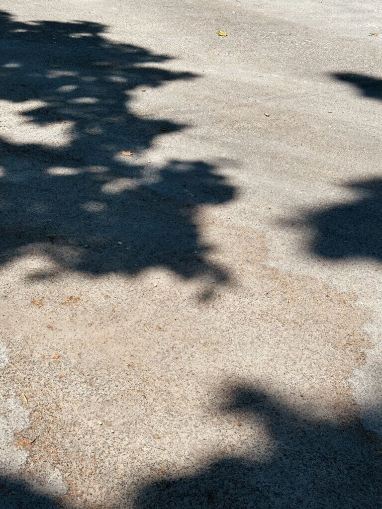 Matthias Maier | Park trees
