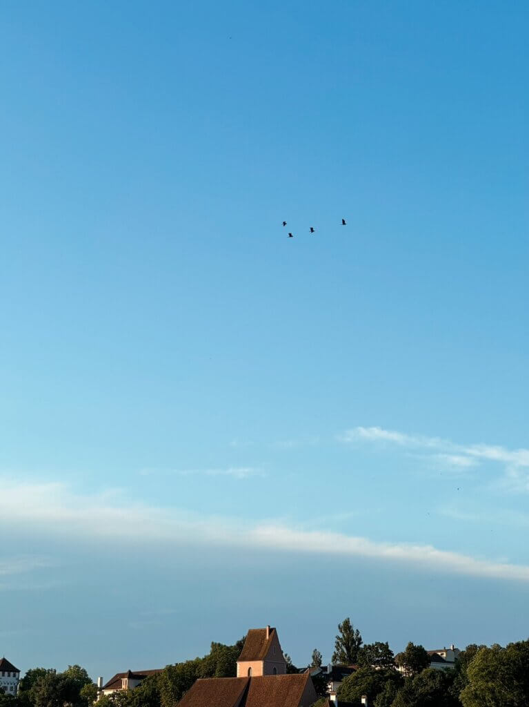 Matthias Maier | Four birds