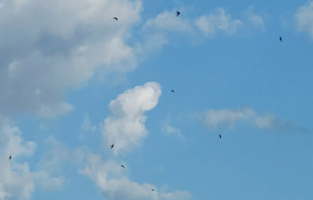 Matthias Maier | Stories | Week 26 2025 | Swifts in the summer sky