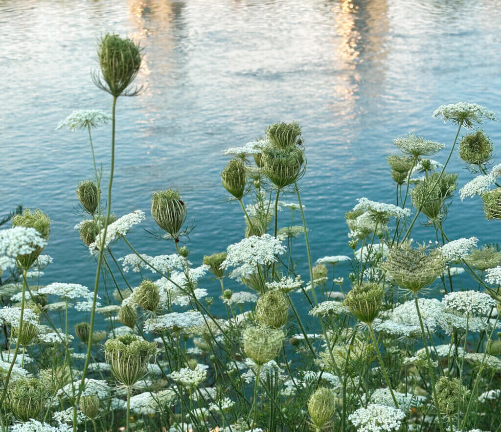 Matthias Maier | Stories | Week 27 2025 | Queen Anne's Laces