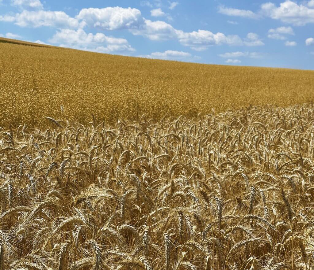 Matthias Maier | Stories | Week 28 2025 | Wheat and Oat fields
