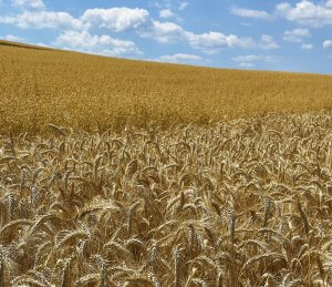 Matthias Maier | Stories | Week 28 2025 | Wheat and Oat fields