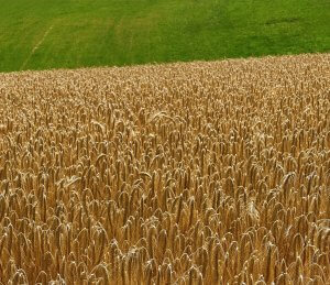 Matthias Maier | Stories | Week 28 2025 | Barley field