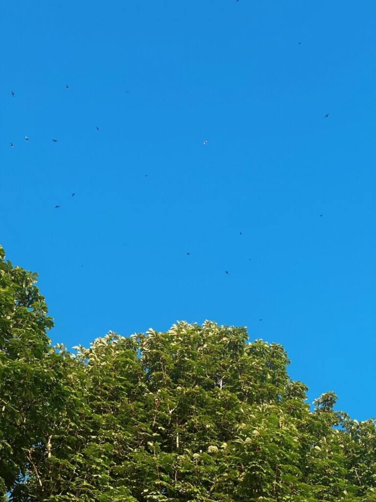 Matthias Maier | Swift flock