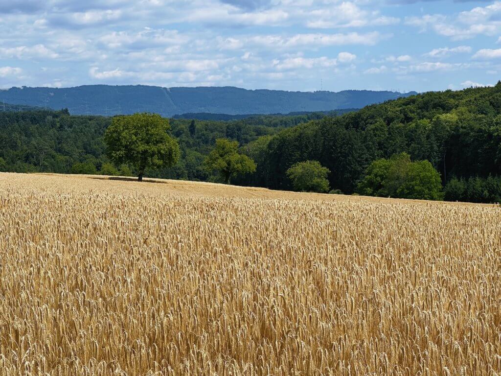 Matthias Maier | Landscape with grain field