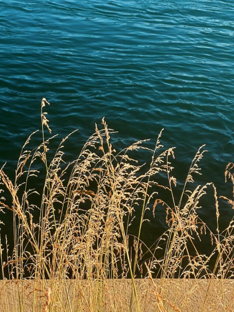 Matthias Maier | Waterfront grass