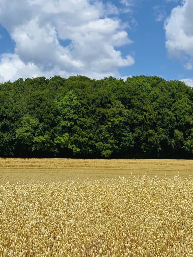 Matthias Maier | Oat field
