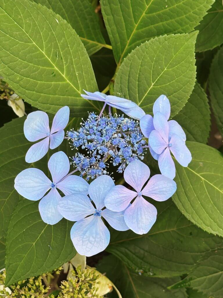 Matthias Maier | Hydrangea blossom