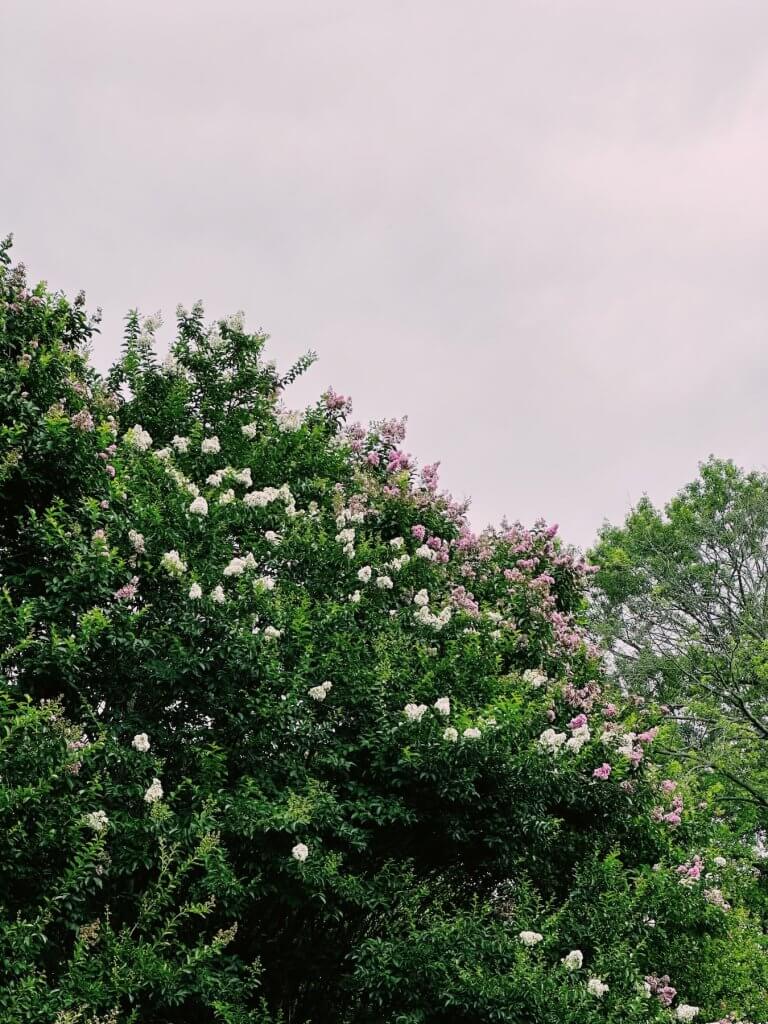 Matthias Maier | Blooming trees