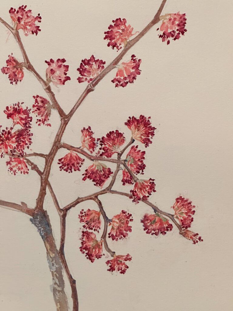 Matthias Maier | Hilma af Klint: Nature study