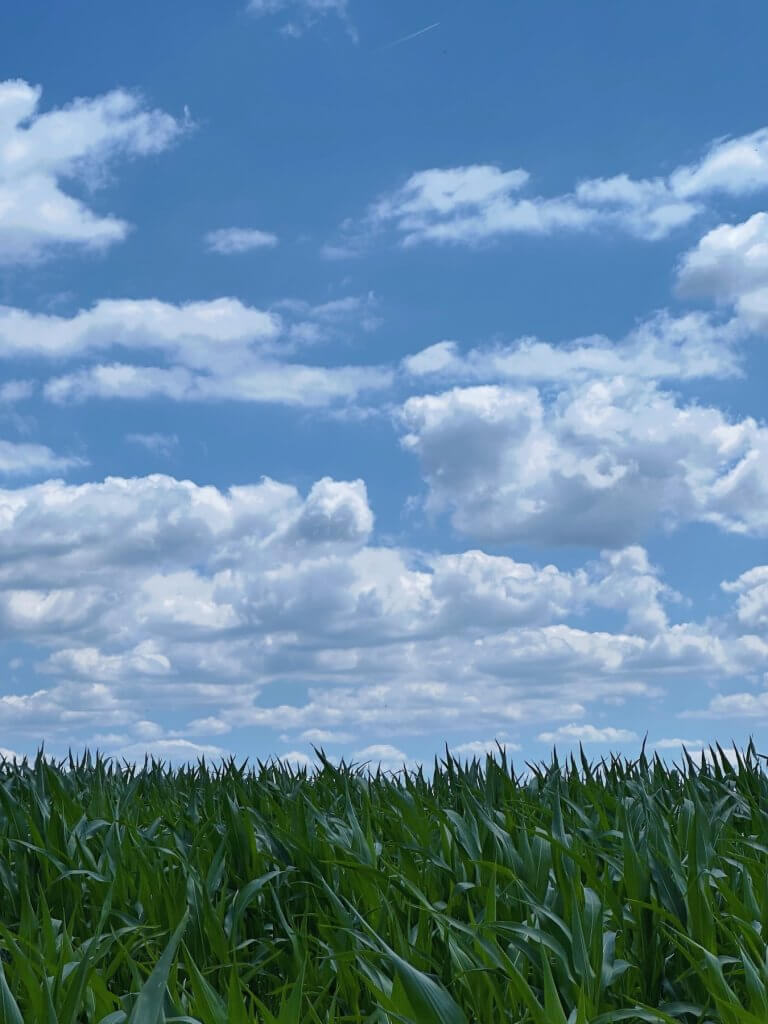 Matthias Maier | Corn field