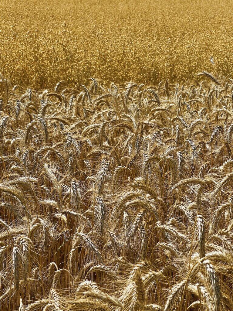 Matthias Maier | Grain stripes