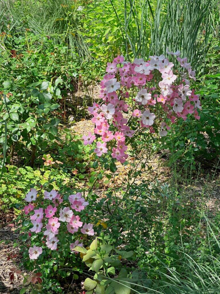 Matthias Maier | Alpine roses