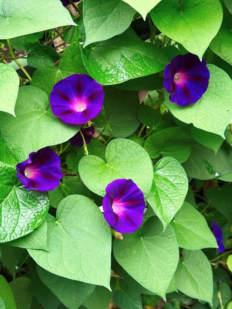 Matthias Maier | Purple morning glory