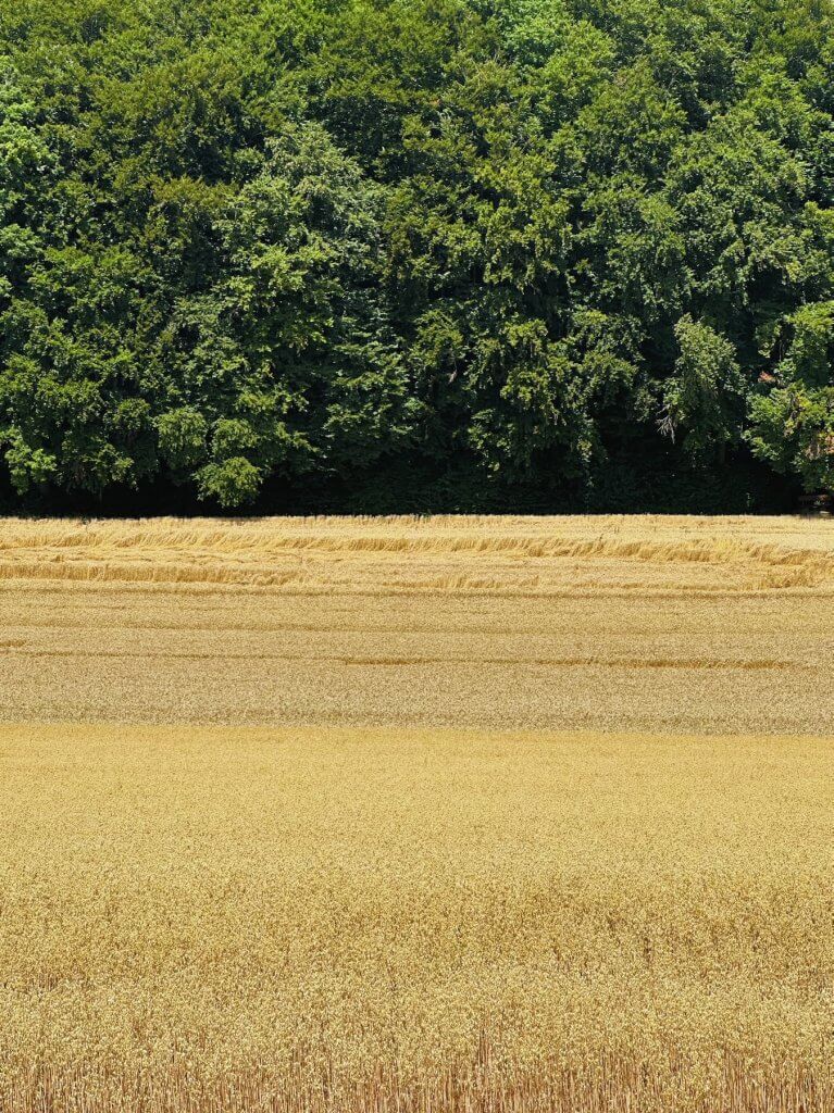 Matthias Maier | Grain fields and forest