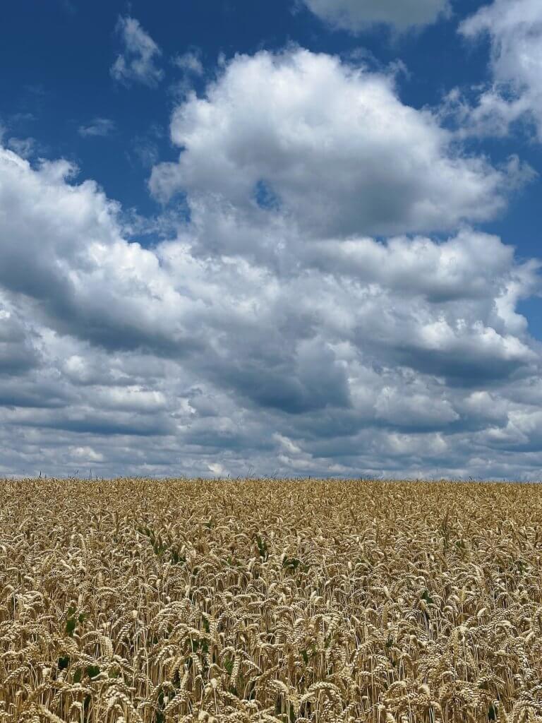 Matthias Maier | Wheat field