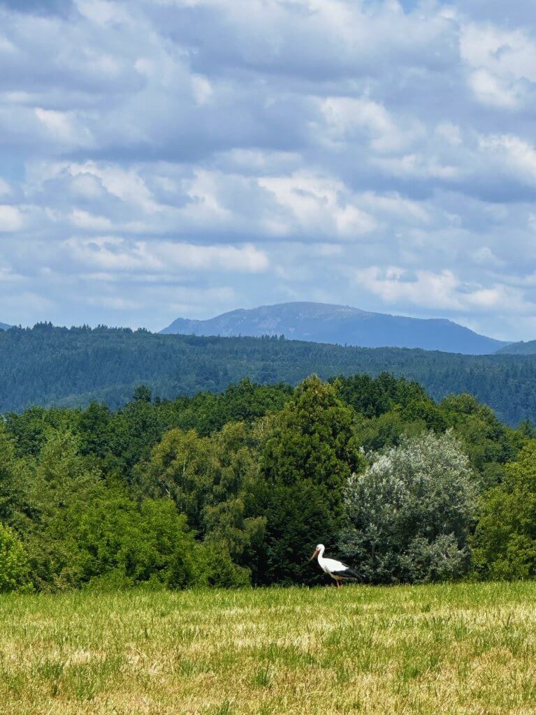 Matthias Maier | Stork