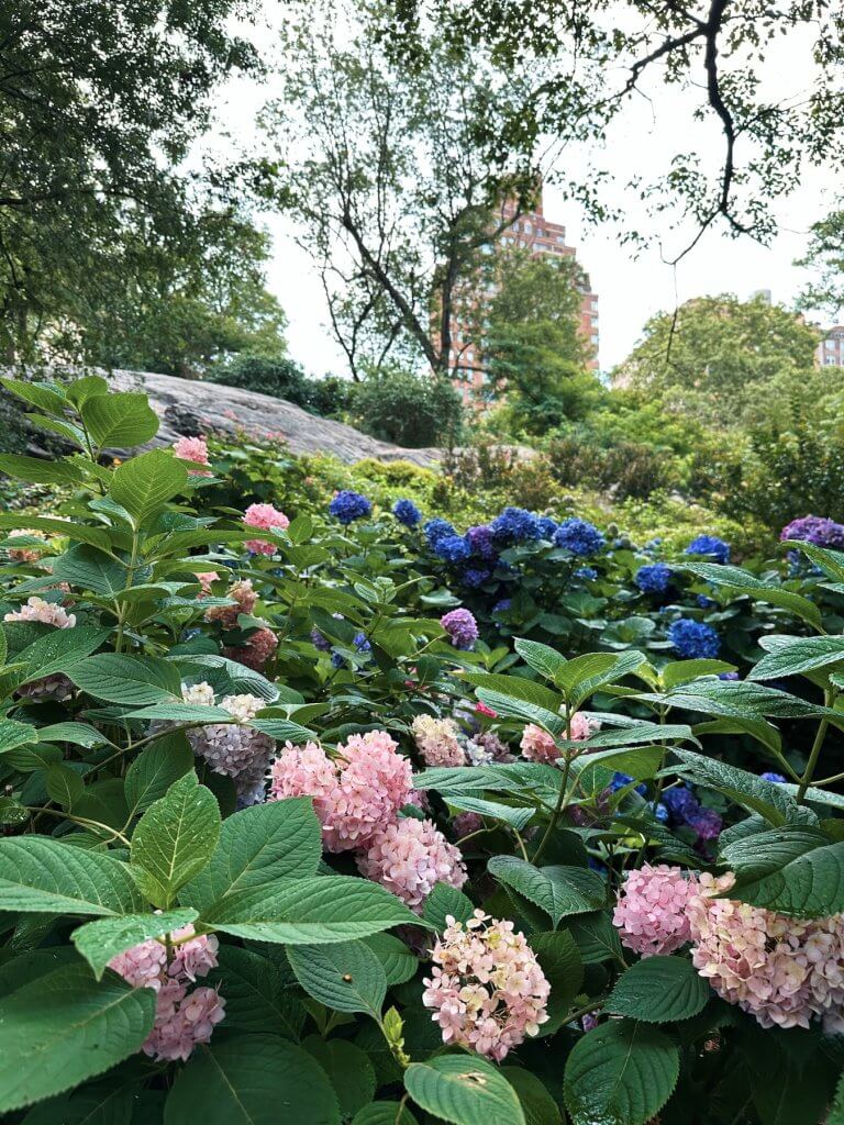 Matthias Maier | Riverside park hydrangeas