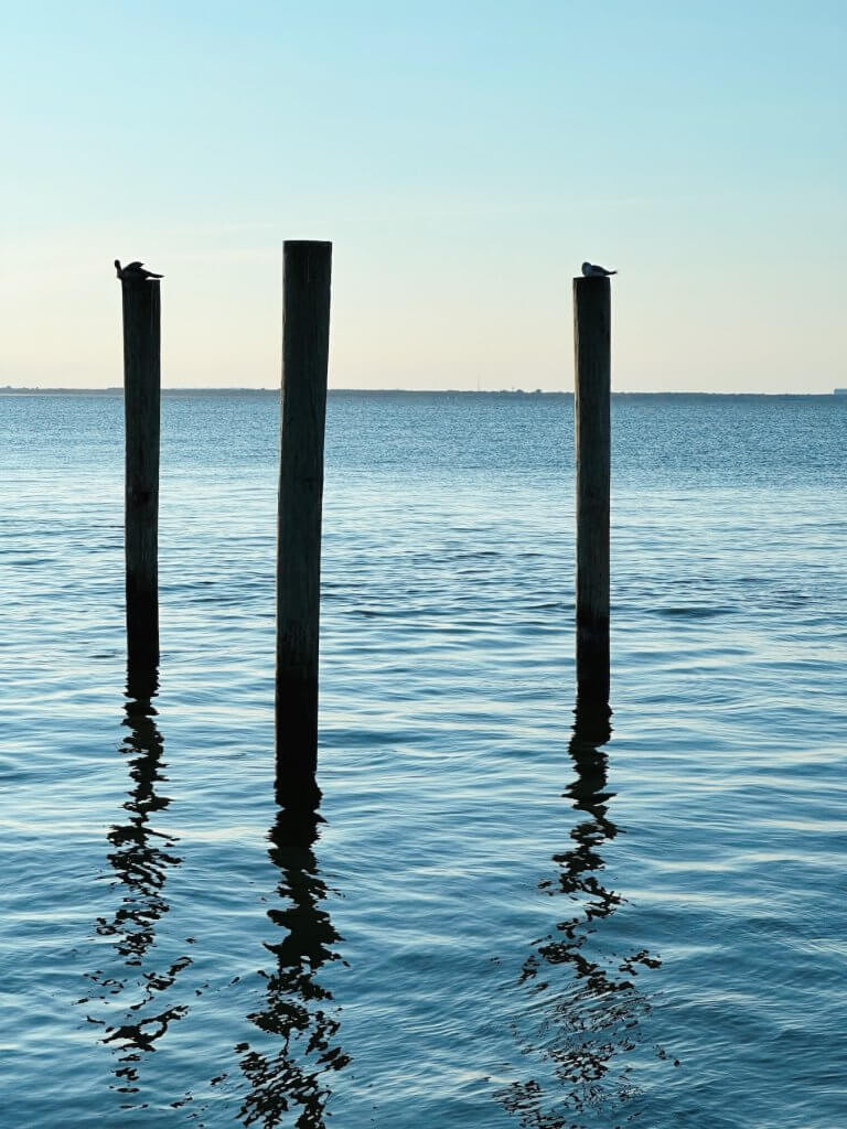 Matthias Maier | Pole birds